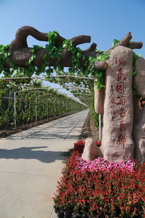 葡萄熟啦！快來創(chuàng)新農(nóng)業(yè)生態(tài)園體驗(yàn)采摘樂趣
